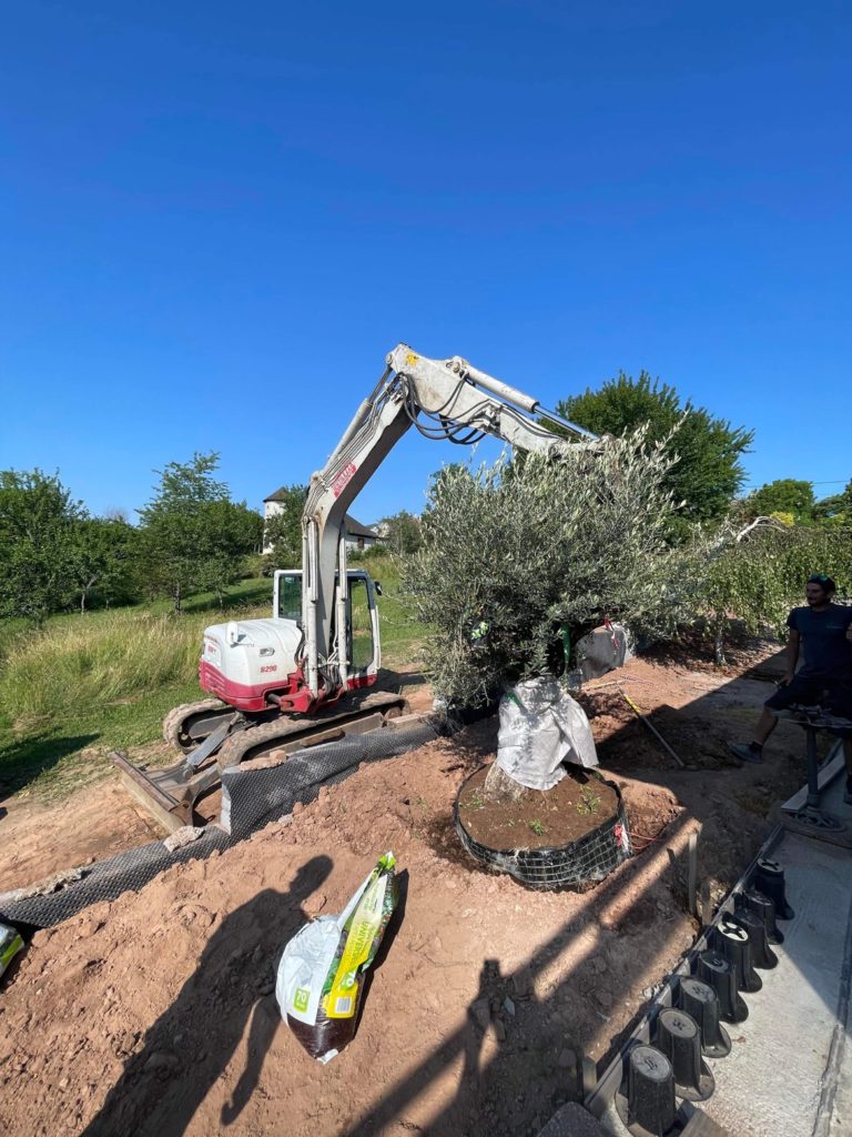julien-nature-services - engin de chantier soulevant un arbre pour le planter